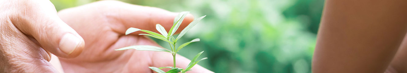 Plant in hand.